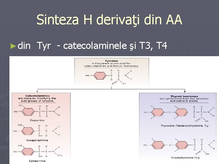 Sinteza H derivaţi din AA ► din Tyr - catecolaminele şi T 3, T