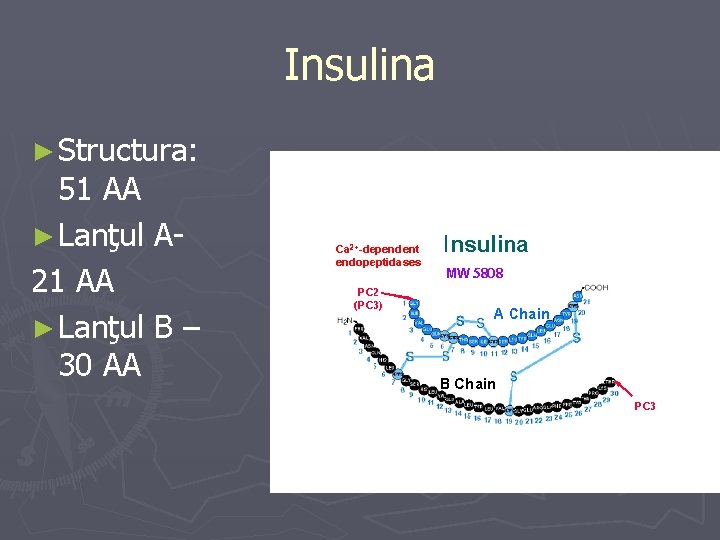 Insulina ► Structura: 51 AA ► Lanţul A 21 AA ► Lanţul B –