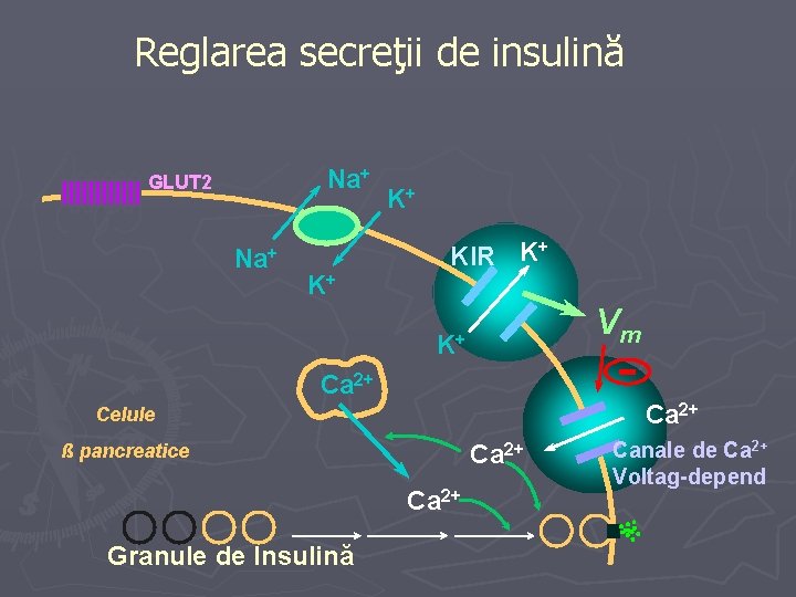 Reglarea secreţii de insulină Na+ GLUT 2 Na+ K+ K+ KIR K+ Vm K+
