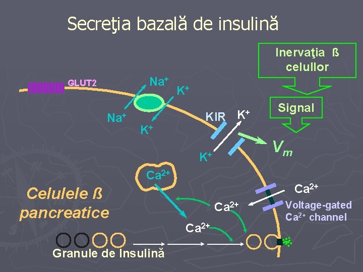 Secreţia bazală de insulină Inervaţia ß celullor Na+ GLUT 2 Na+ K+ K+ KIR