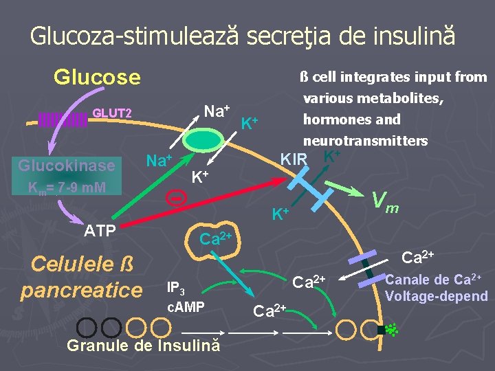Glucoza-stimulează secreţia de insulină Glucose ß cell integrates input from Na+ GLUT 2 Glucokinase
