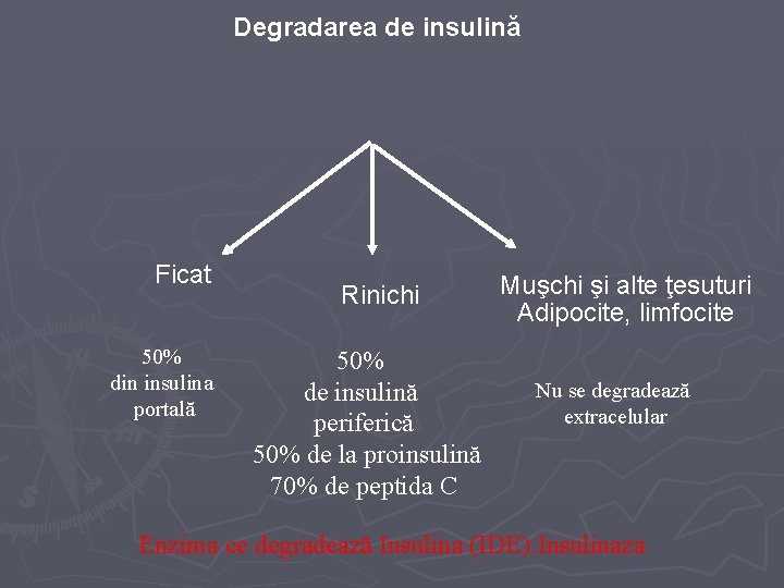 Degradarea de insulină Ficat 50% din insulina portală Rinichi 50% de insulină periferică 50%