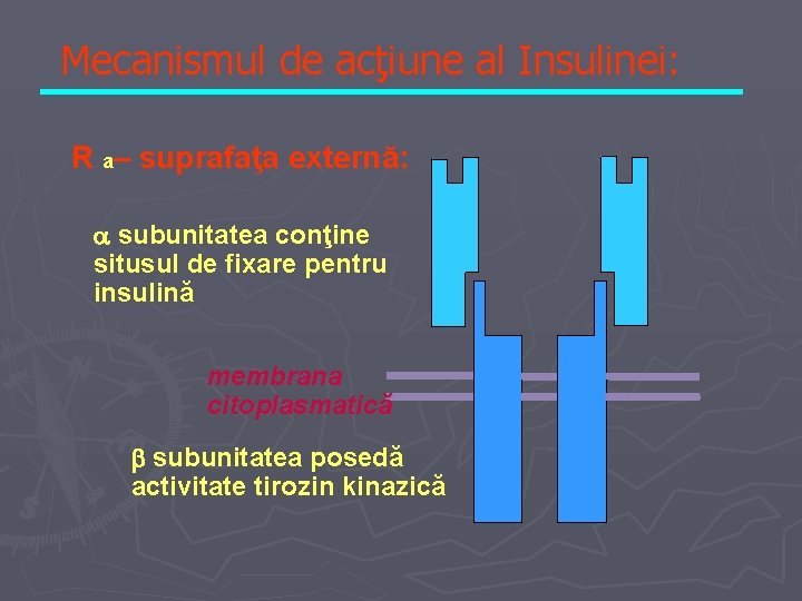 Mecanismul de acţiune al Insulinei: R a– suprafaţa externă: a subunitatea conţine situsul de
