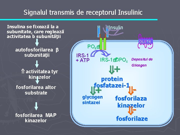 Signalul transmis de receptorul Insulinic Insulina se fixează la a subunitate, care reglează activitatea
