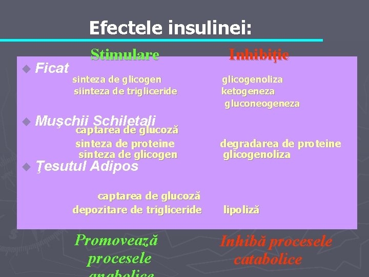 Efectele insulinei: u Ficat Stimulare Inhibiţie sinteza de glicogen siinteza de trigliceride glicogenoliza ketogeneza