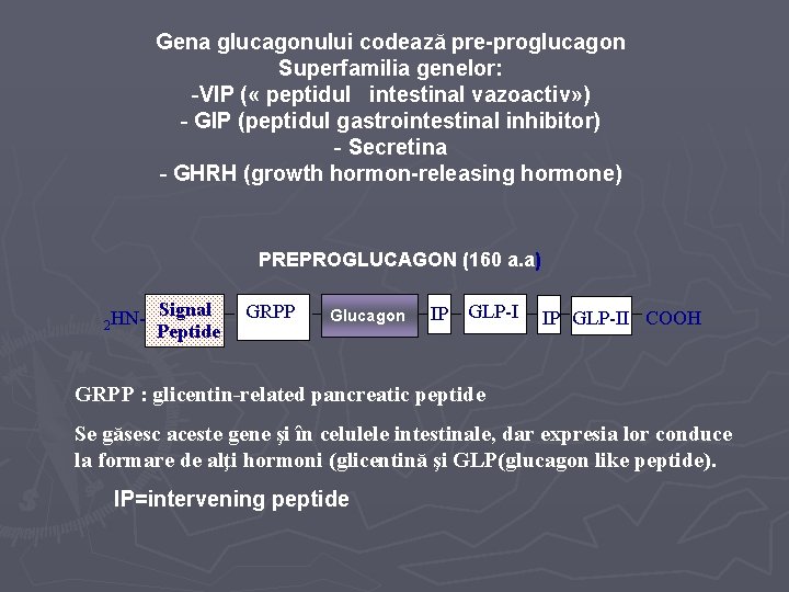 Gena glucagonului codează pre-proglucagon Superfamilia genelor: -VIP ( « peptidul intestinal vazoactiv» ) -