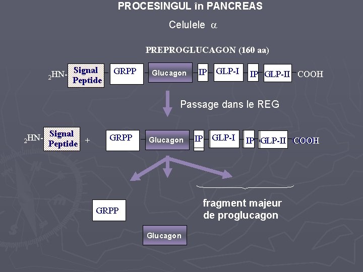PROCESINGUL în PANCREAS Celulele PREPROGLUCAGON (160 aa) 2 HN- Signal Peptide GRPP Glucagon IP