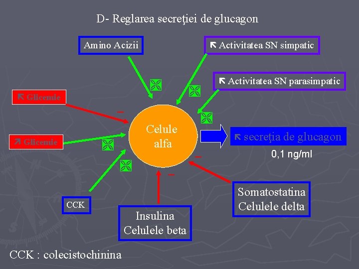 D- Reglarea secreţiei de glucagon Amino Acizii Activitatea SN simpatic Glicemie – Celule alfa
