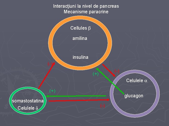 Interacţiuni la nivel de pancreas Mecanisme paracrine Cellules amilina insulina (-) (+) Celulele (+)