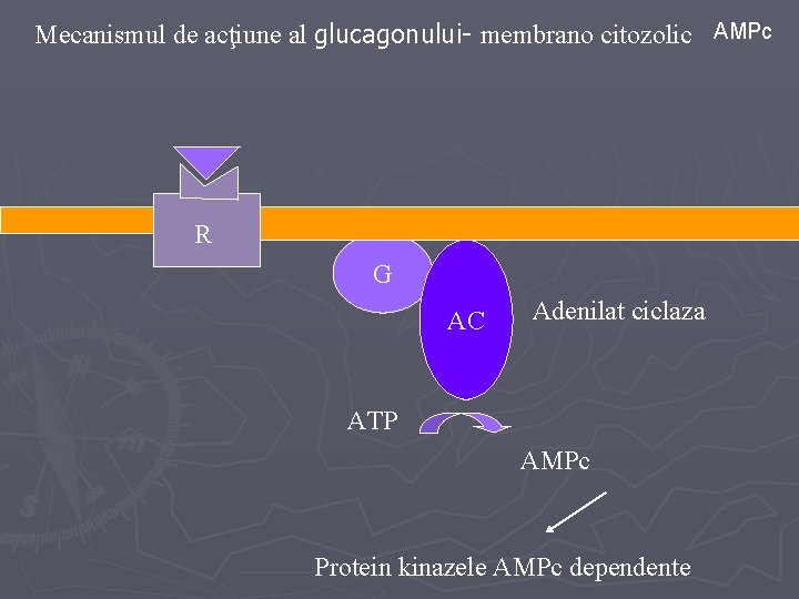 Mecanismul de acţiune al glucagonului- membrano citozolic AMPc R G AC Adenilat ciclaza ATP