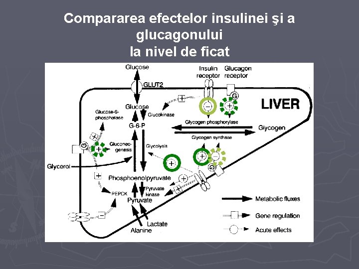 Compararea efectelor insulinei şi a glucagonului la nivel de ficat 