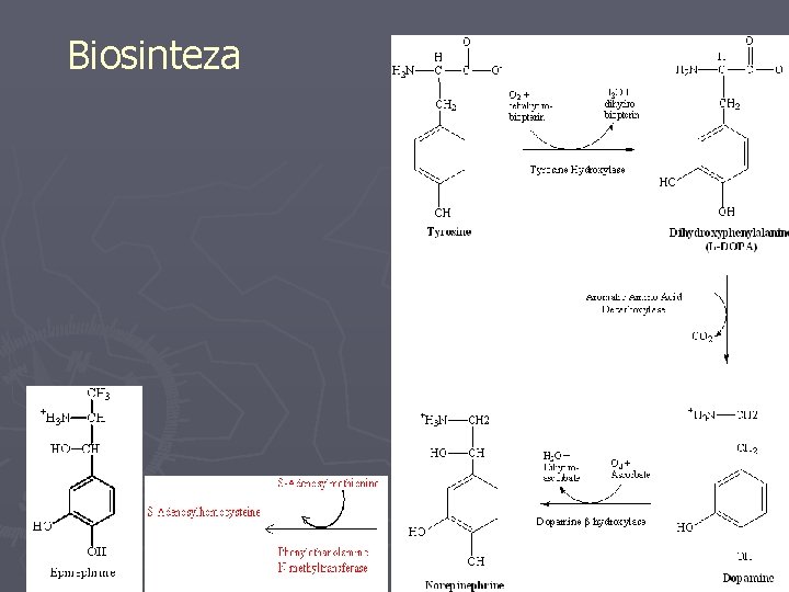 Biosinteza 