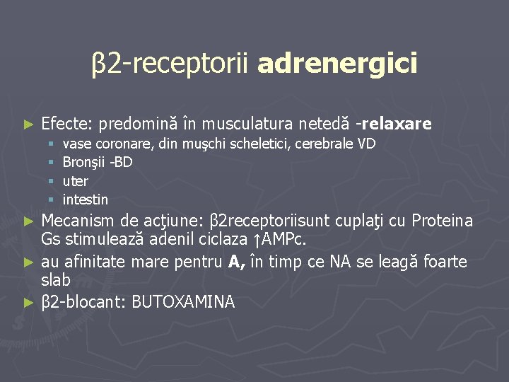 β 2 -receptorii adrenergici ► Efecte: predomină în musculatura netedă -relaxare § § vase