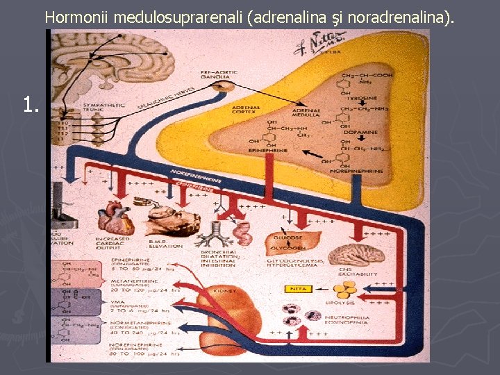 Hormonii medulosuprarenali (adrenalina şi noradrenalina). 1. 