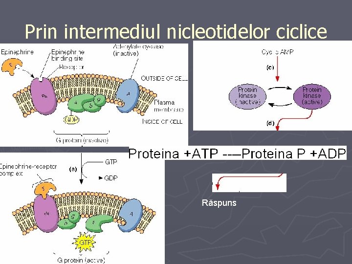 Prin intermediul nicleotidelor ciclice Răspuns 