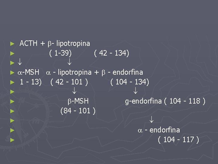 ACTH + - lipotropina ► ( 1 -39) ( 42 - 134) ► ►