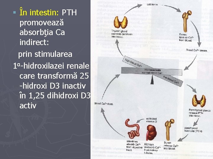 § În intestin: PTH promovează absorbţia Ca indirect: prin stimularea 1α-hidroxilazei renale care transformă