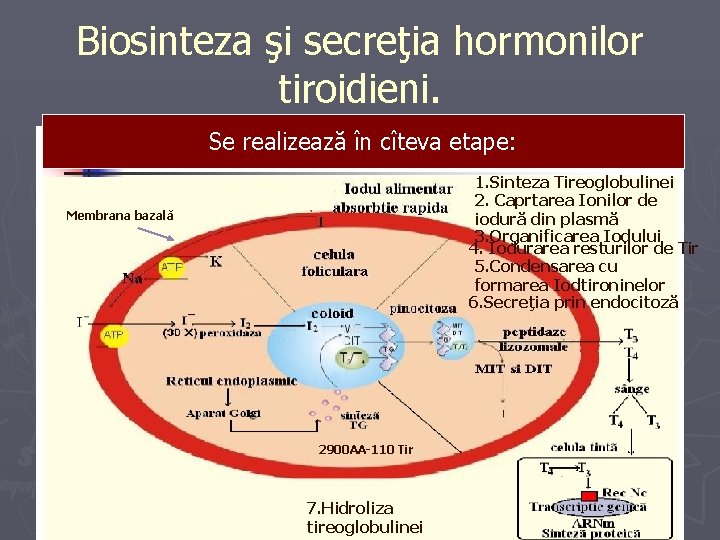 Biosinteza şi secreţia hormonilor tiroidieni. Se realizează în cîteva etape: 1. Sinteza Tireoglobulinei 2.