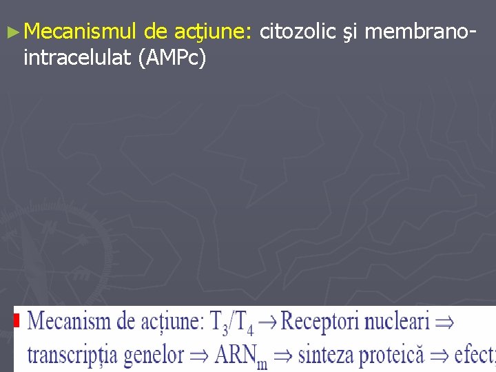 ► Mecanismul de acţiune: citozolic şi membranointracelulat (AMPc) 