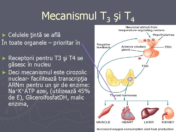 Mecanismul T 3 şi T 4 Celulele ţintă se află În toate organele –