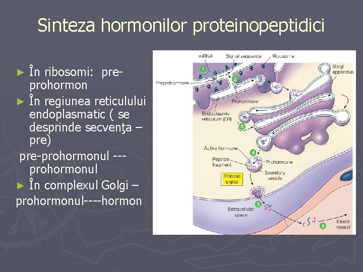 Sinteza hormonilor proteinopeptidici În ribosomi: preprohormon ► În regiunea reticulului endoplasmatic ( se desprinde