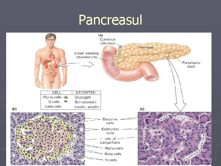 Pancreasul 