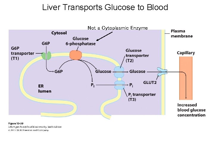 Liver Transports Glucose to Blood Not a Cytoplasmic Enzyme 