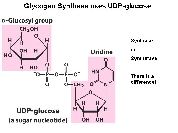Glycogen Synthase uses UDP-glucose Synthase or Synthetase There is a difference! 