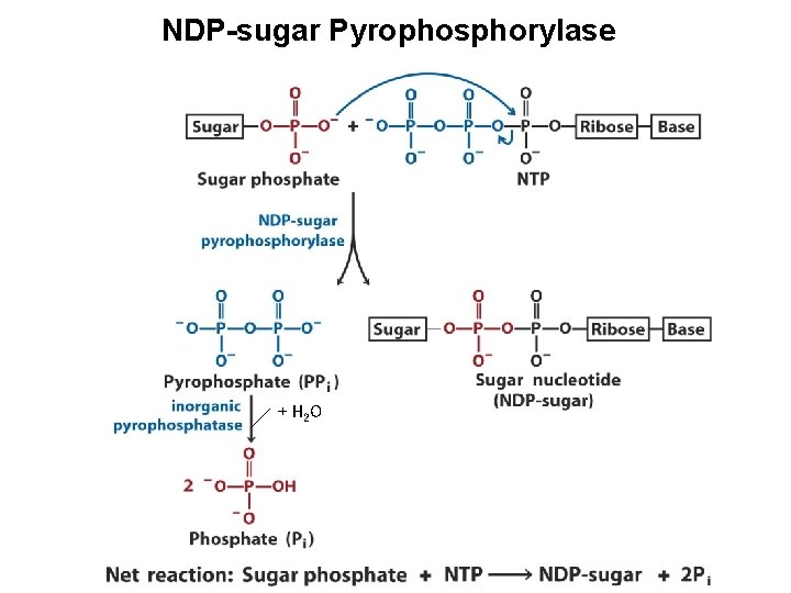 NDP-sugar Pyrophosphorylase + H 2 O 