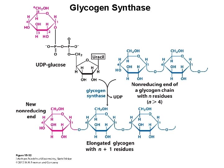 Glycogen Synthase 