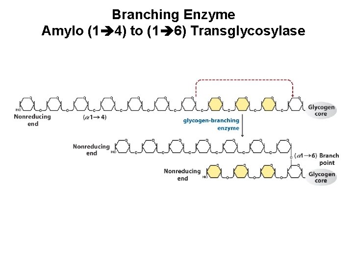 Branching Enzyme Amylo (1 4) to (1 6) Transglycosylase 