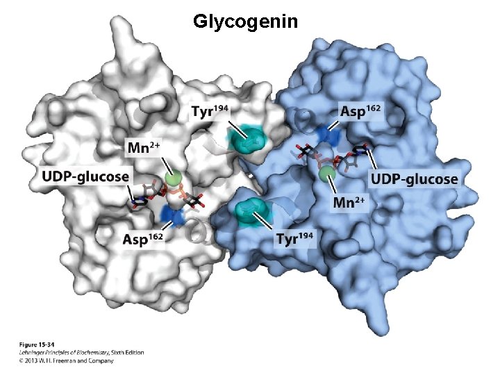 Glycogenin 