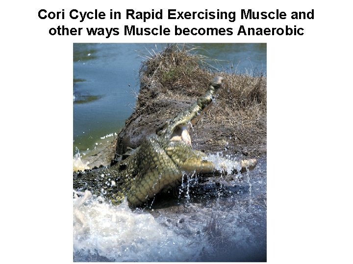 Cori Cycle in Rapid Exercising Muscle and other ways Muscle becomes Anaerobic 