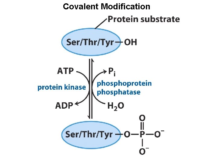 Covalent Modification 
