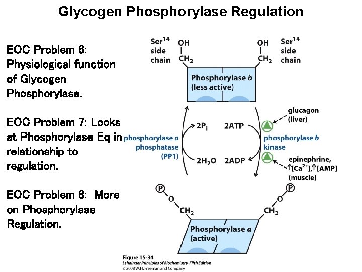 Glycogen Phosphorylase Regulation EOC Problem 6: Physiological function of Glycogen Phosphorylase. EOC Problem 7: