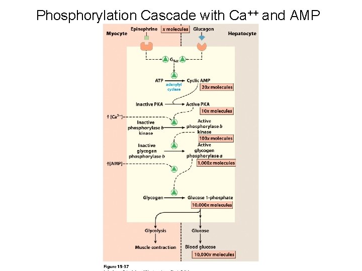Phosphorylation Cascade with Ca++ and AMP 