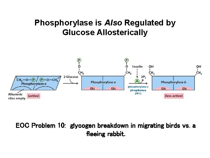 Phosphorylase is Also Regulated by Glucose Allosterically EOC Problem 10: glycogen breakdown in migrating