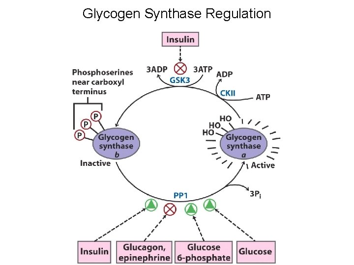 Glycogen Synthase Regulation 