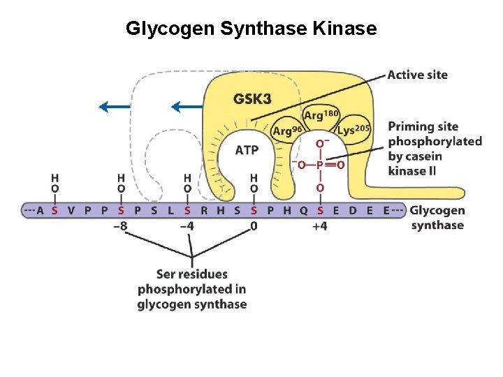 Glycogen Synthase Kinase 