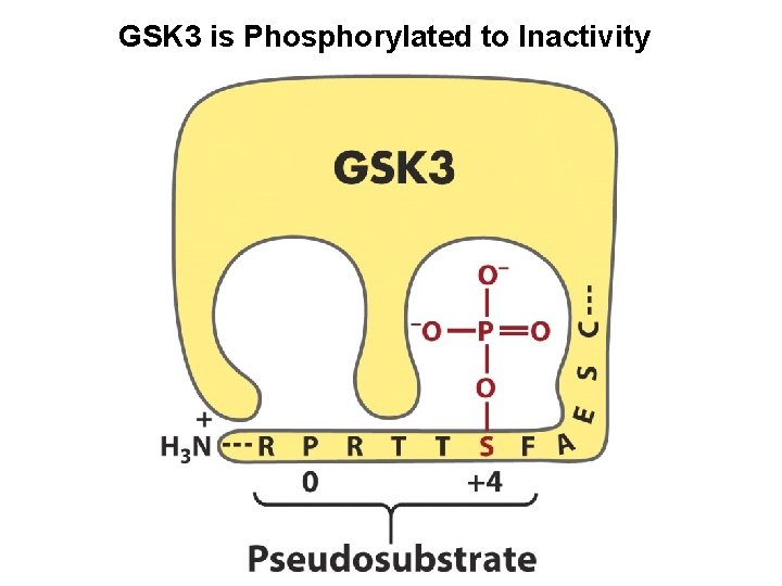 GSK 3 is Phosphorylated to Inactivity 