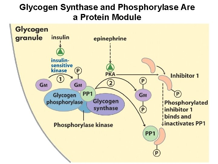 Glycogen Synthase and Phosphorylase Are a Protein Module 