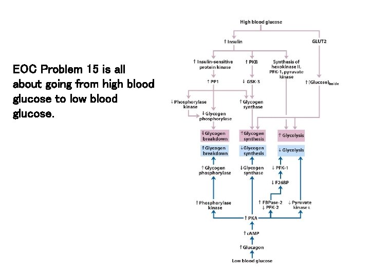 EOC Problem 15 is all about going from high blood glucose to low blood