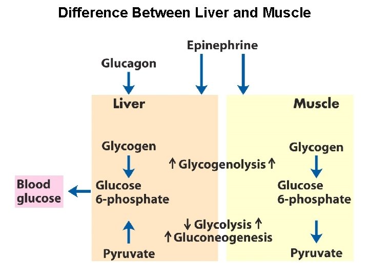 Difference Between Liver and Muscle 