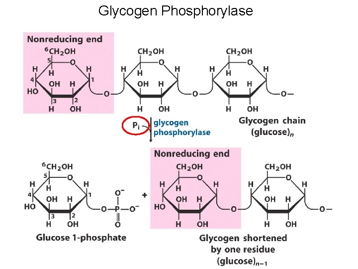 Glycogen Phosphorylase 