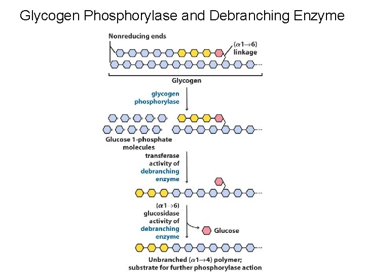 Glycogen Phosphorylase and Debranching Enzyme 