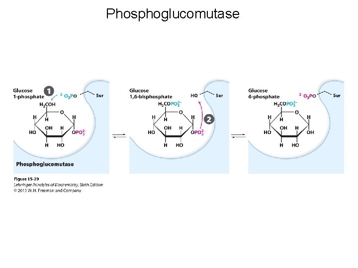 Phosphoglucomutase 