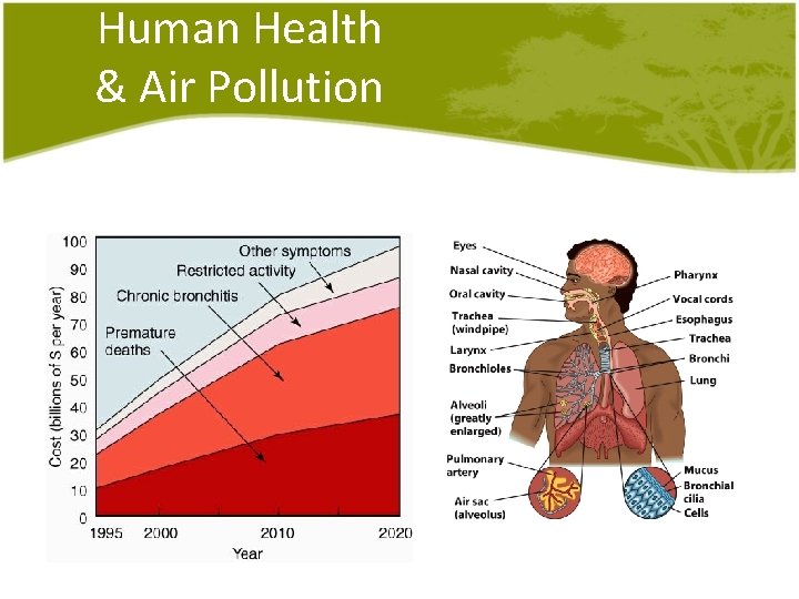 Human Health & Air Pollution 