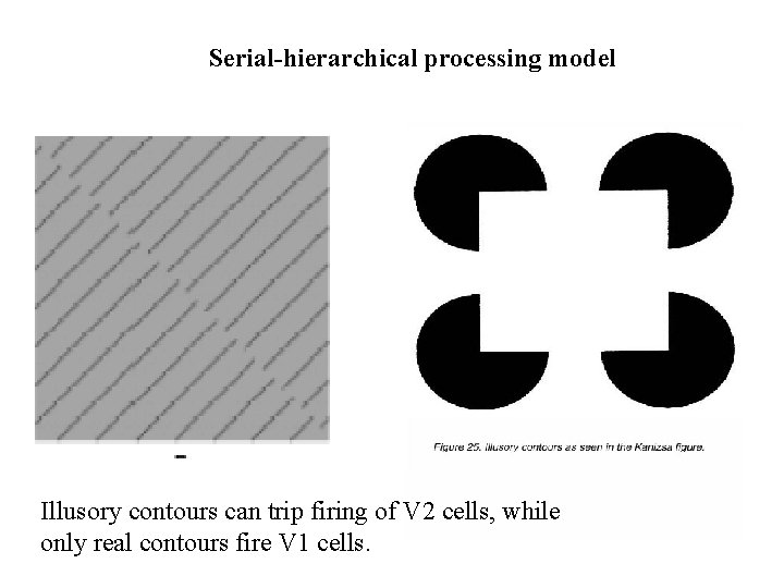 Serial-hierarchical processing model Illusory contours can trip firing of V 2 cells, while only