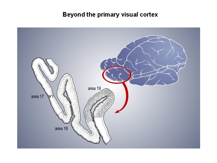 Beyond the primary visual cortex 