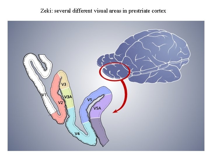 Zeki: several different visual areas in prestriate cortex 